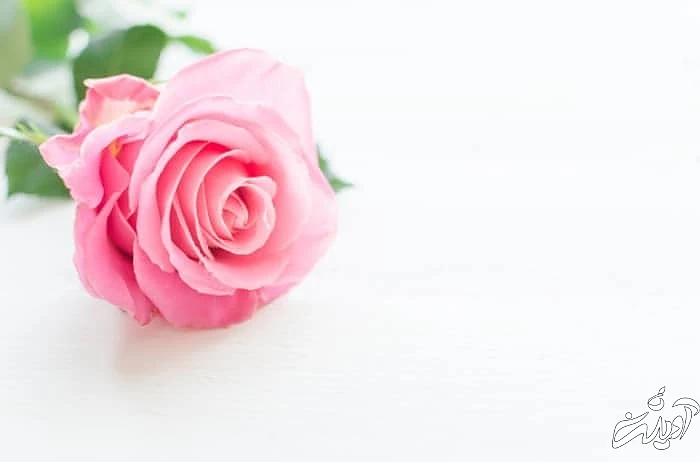 فواید میوه گل رز گل رز